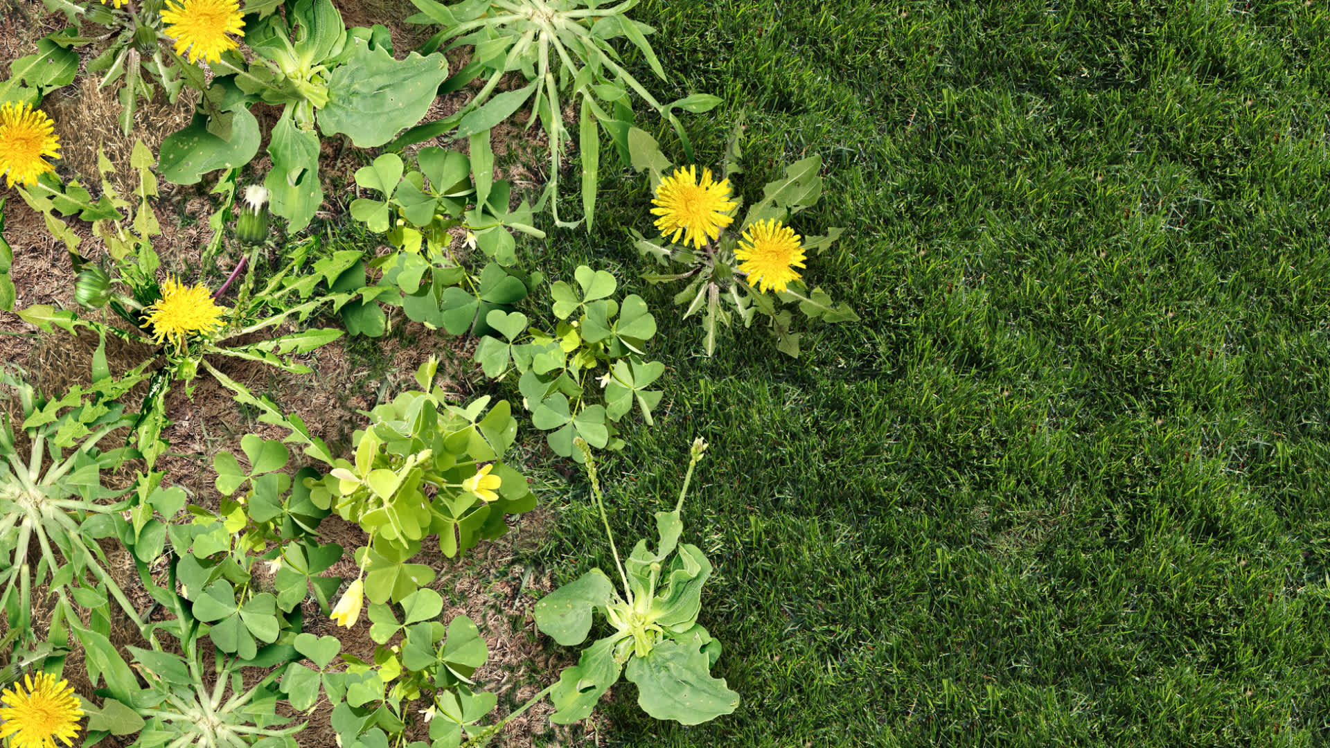 The Hidden Environmental Cost of Landscape Fabric: Expert Warns Against Popular Gardening 'Solution'