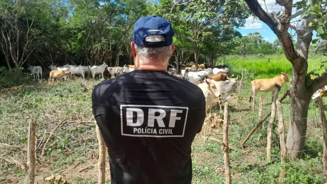 Polícia Recupera Gado Roubado: Esquema de Exploração Animal Movimenta 735 Mil Reais no Ceará