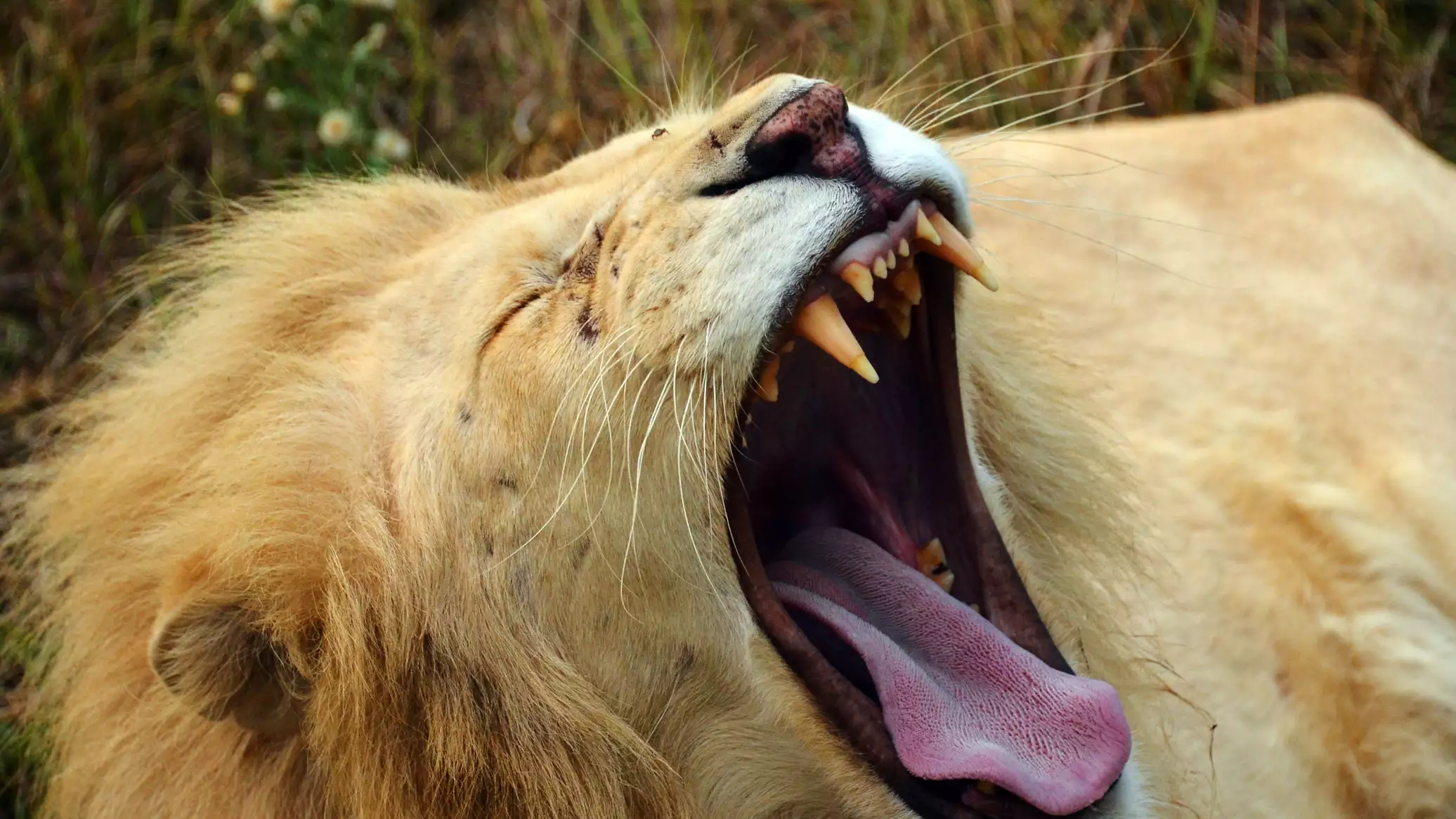 Simba Amkamata Mkurugenzi wa Hifadhi ya Wanyama kwa Dakika Saba: Hadithi ya Ushujaa na Uokoaji