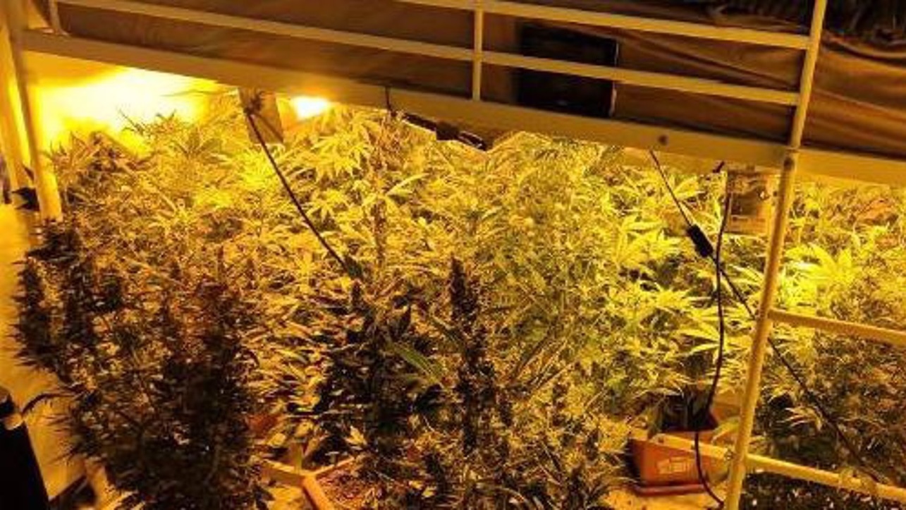 Golpe al narcotráfico: Fuerzas de seguridad desmantelan sofisticadas plantaciones de marihuana en Toledo