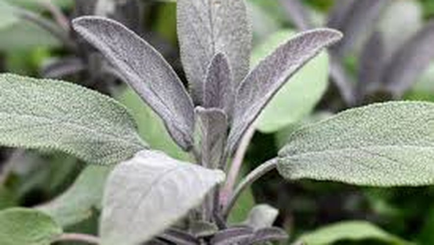 La Sauge Officinale : Un Trésor Ancestral de la Médecine Traditionnelle Marocaine