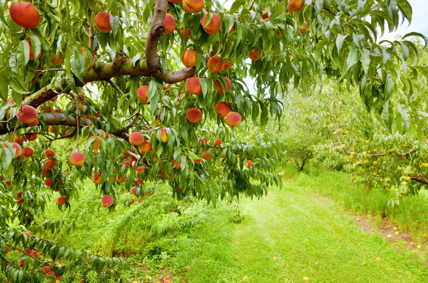 Guide pratique : La culture raisonnée du pêcher, un investissement durable pour nos jardins