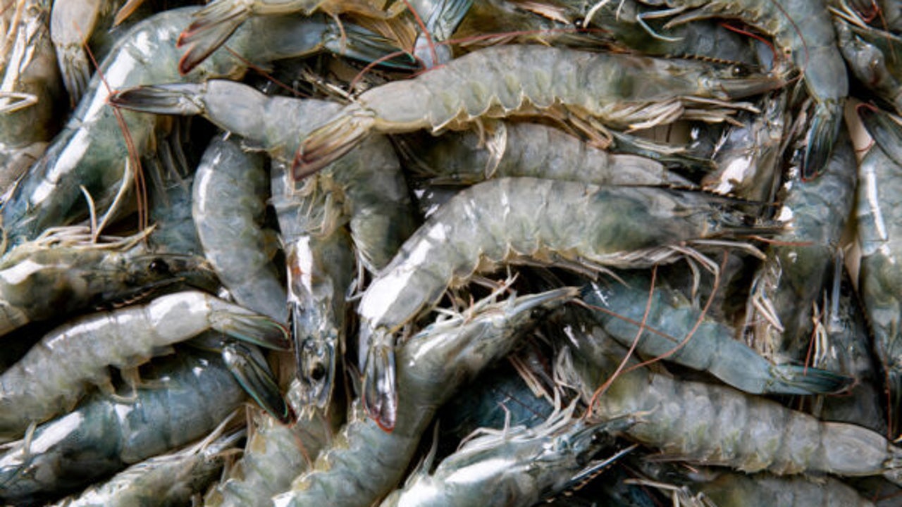 Innovación empresarial: Langostinos de primera calidad producidos en España continental marcan hito en acuicultura sostenible