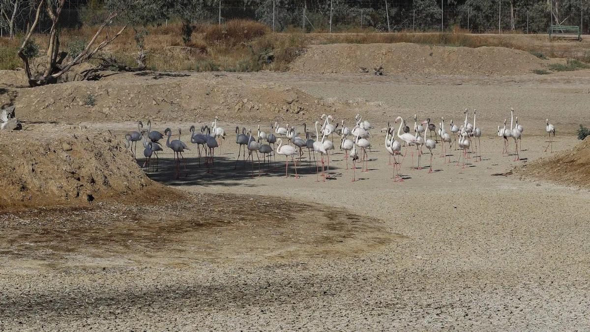 Doñana en riesgo: UNESCO advierte sobre la urgente necesidad de proteger el acuífero ancestral