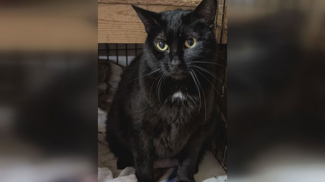Microchip Miracle: Cross-Continental Cat Reunion Highlights Value of Pet Protection Technology