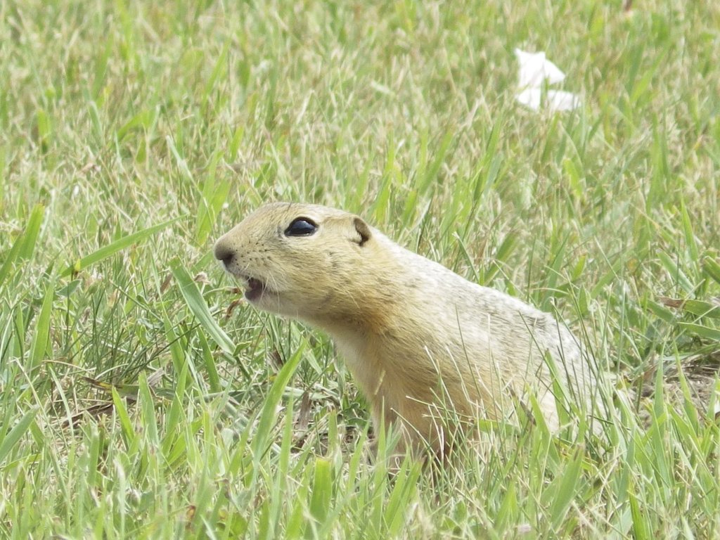 Climate Change and Urban Development Force Ground Squirrels into Human Conflict in North Dakota