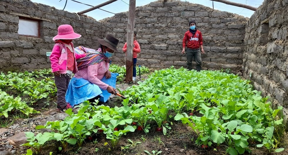 Innovación agrícola sostenible: Productores indígenas de Huancavelica desarrollan fertilizantes orgánicos avanzados