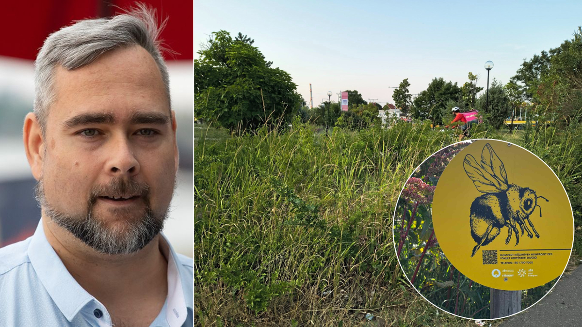 A baloldali vezetés kudarca: Óbuda zöldterületei gondozatlanul, miközben a Fidesz-képviselők cselekednek