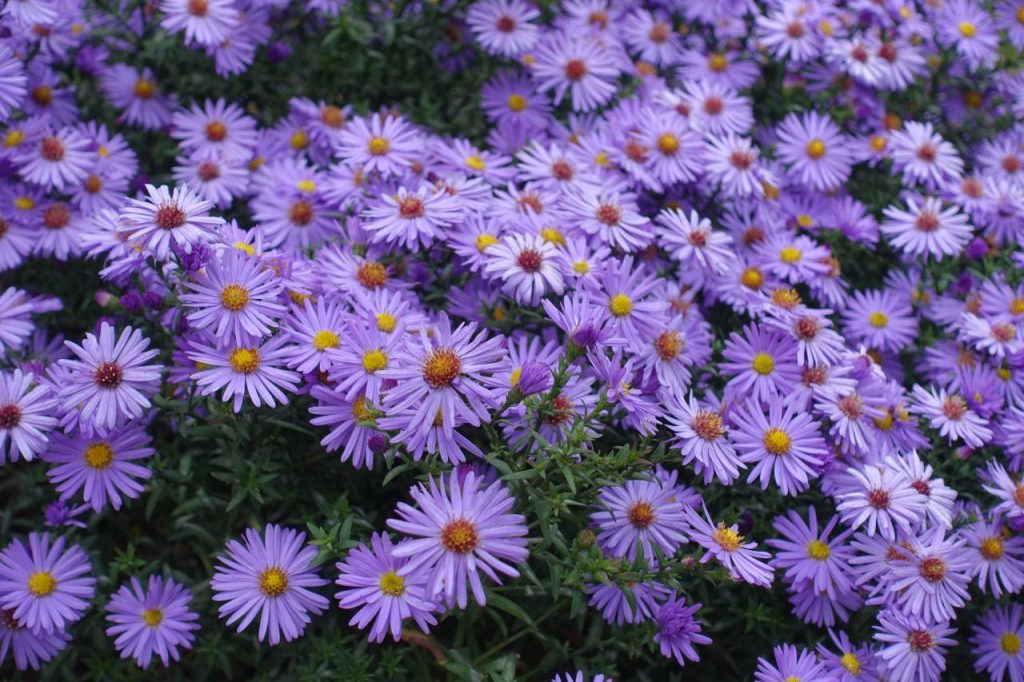 Valorisation du Patrimoine Végétal : 5 Plantes Vivaces pour Embellir les Jardins Sénégalais