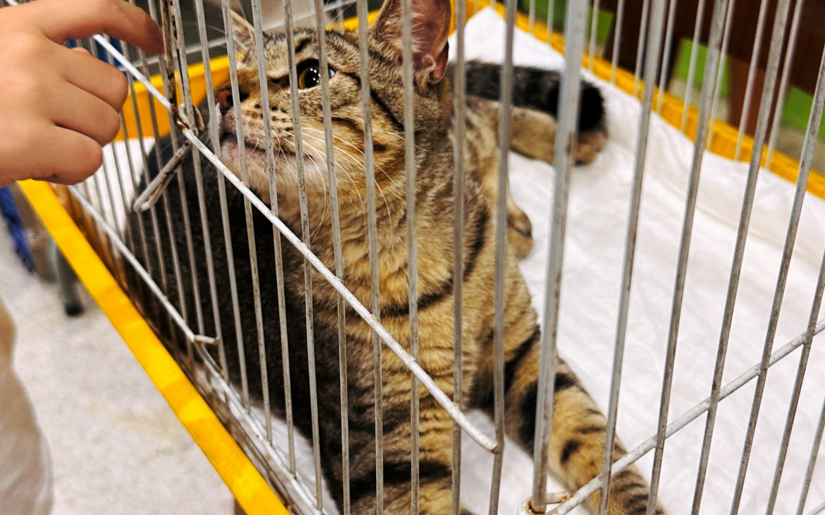 Iniciativa Social Promove Feira de Adoção: Resgate Animal e Solidariedade em Rio das Ostras