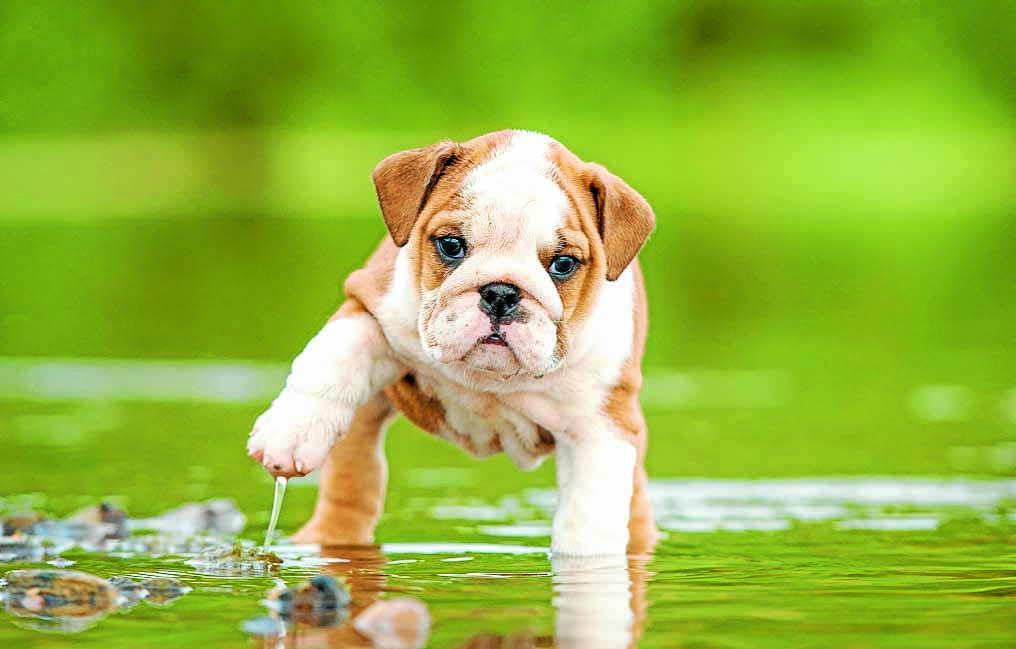 Environmental Alert: Toxic Blue-Green Algae Poses Critical Risk to Pets Across Britain