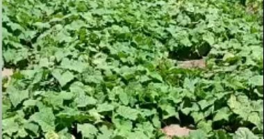 مصر تسعى لتحقيق الأمن الغذائي: خطة طموحة لرفع الاكتفاء الذاتي الزراعي إلى 80%