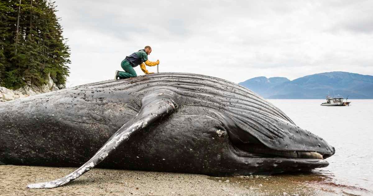 Image d'illustration pour: Dozens of Whales With Empty Stomachs Wash Ashore the West Coast -- and Experts Say It's a Warning