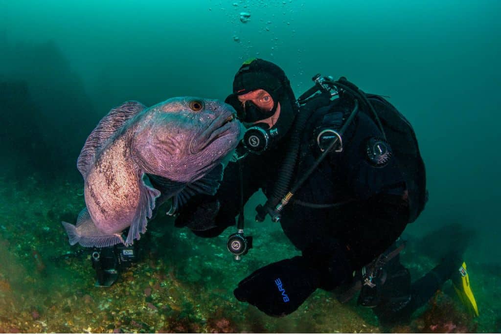 Image d'illustration pour: Iceland Divers Document a Vanishing Underwater World