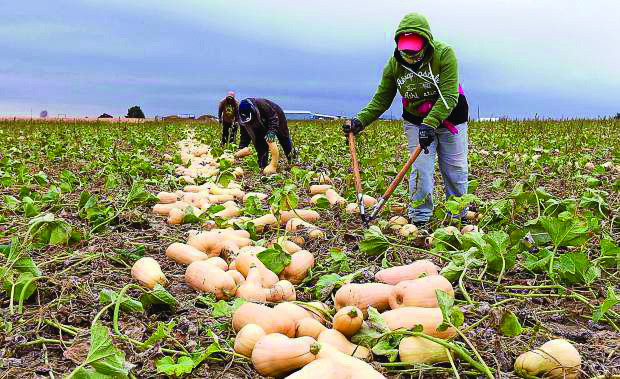 Image d'illustration pour: NAB orders August crop import ban