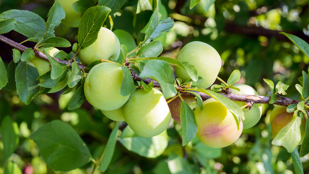 Image d'illustration pour: Le mois d'août est là : voici tous les fruits et légumes à récolter !