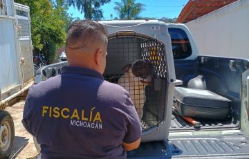 Image d'illustration pour: Rescatados, 26 animales del maltrato de enero a junio en Michoacán