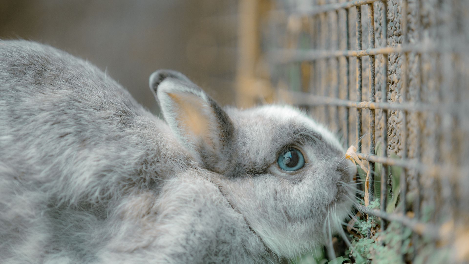 Image d'illustration pour: Singaporean questions pet shop practices after spotting caged rabbit for two months - Singapore News