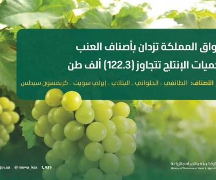 Image d'illustration pour: أسواق المملكة تزدان بأجود أصناف العنب وكميات الإنتاج تتجاوز (122.3) ألف طن - أردو بوینت