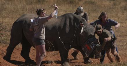 Image d'illustration pour: Scientists in South Africa are making rhino horns radioactive to fight poaching