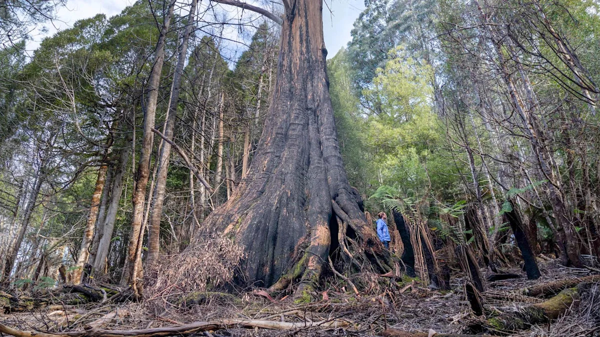 Image d'illustration pour: 5 ingenious things trees do that human designers can learn from