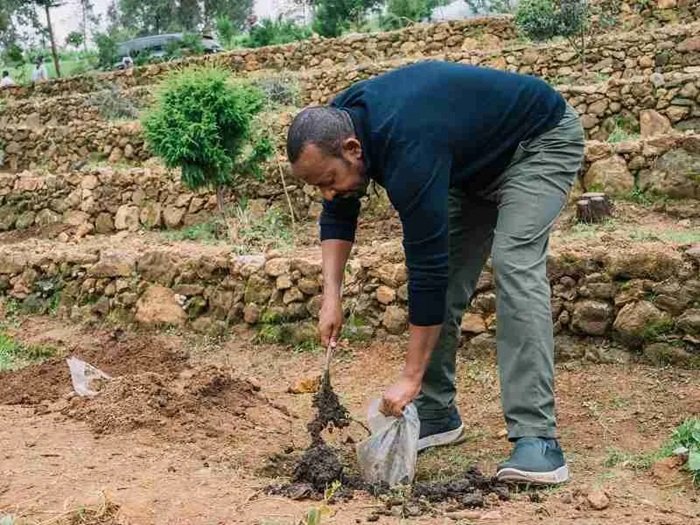 Image d'illustration pour: Ethiopia's Ruling Party Says 700 Million Trees Planted In A Single Day