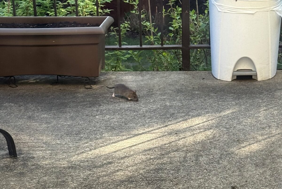 Image d'illustration pour: L'opposition demande du concret fasse à la hausse des plaintes pour rats à Montréal | L'actualité