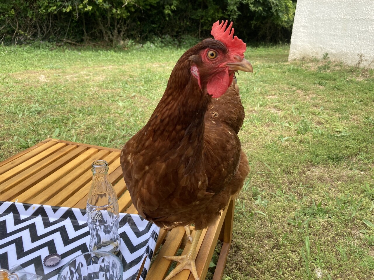 Image d'illustration pour: Hérault : et si vous adoptiez une poule condamnée à l'abattoir ?