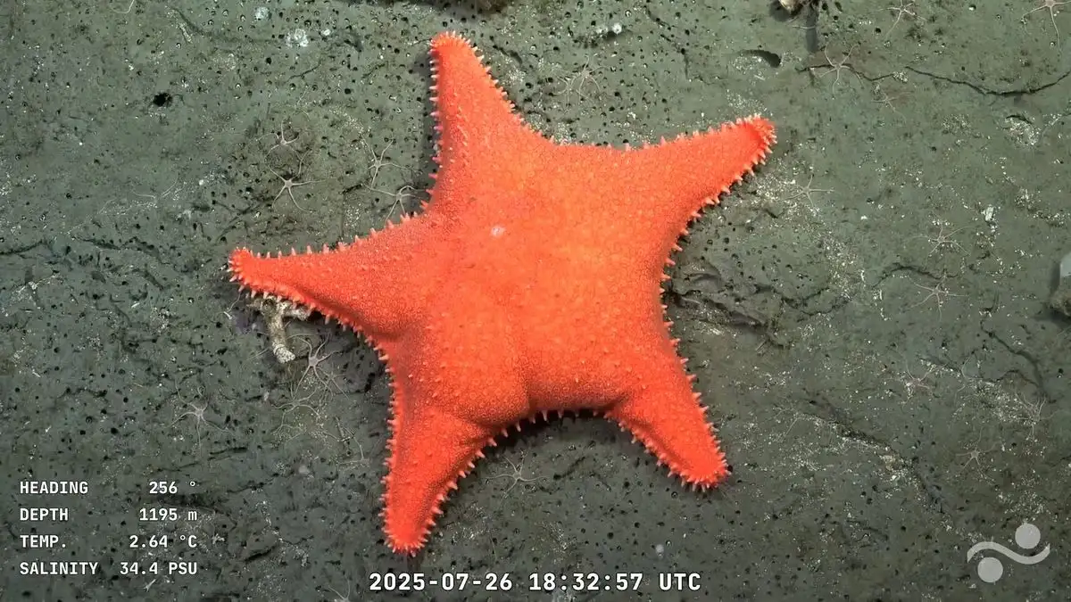 Image d'illustration pour: Fauna submarina nunca vista asombra a internautas