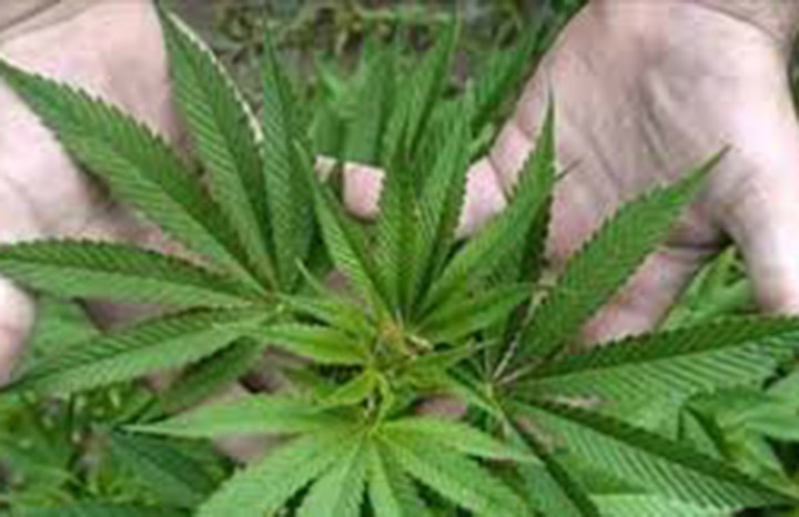 Image d'illustration pour: Refuerza Cuba combate al cultivo ilícito de marihuana