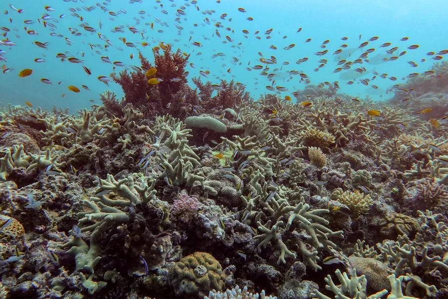 Image d'illustration pour: La Gran Barrera de Coral sufre su mayor declive coralino desde que hay registros - EFE