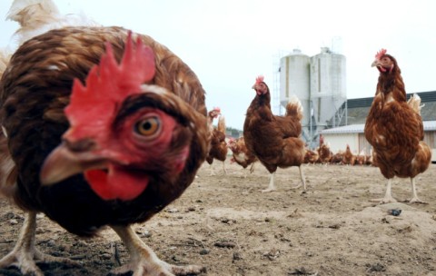 Image d'illustration pour: Poultry producers struggle without insurance
