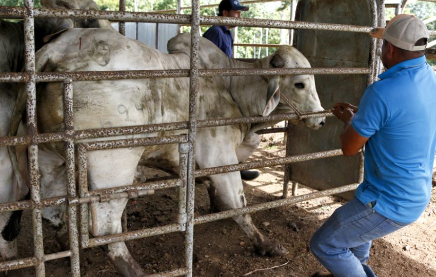 Image d'illustration pour: Sector ganadero en Panamá, concienciado 'a golpes' en la lucha contra