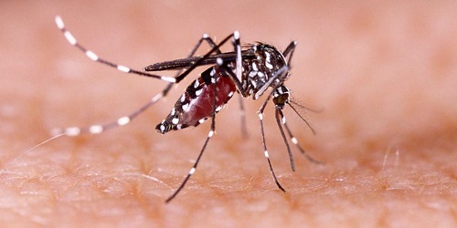 Image d'illustration pour: New Zealand sends aid to Samoa amid deadly dengue outbreak