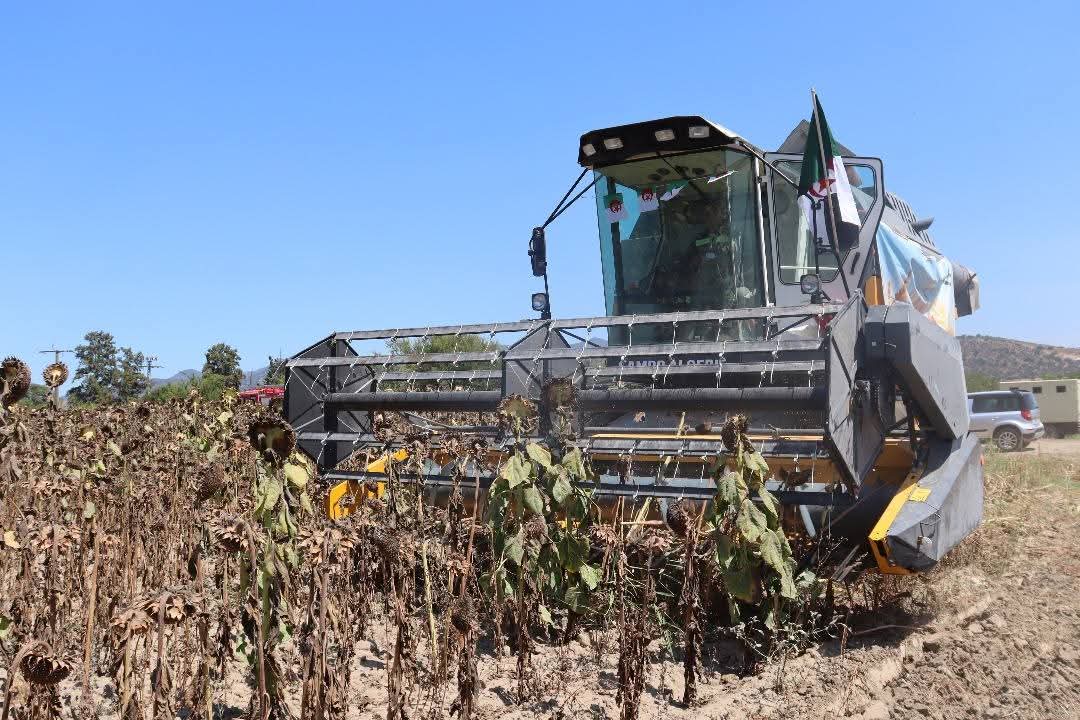 Image d'illustration pour: La campagne de récolte du tournesol lancée depuis Bejaia