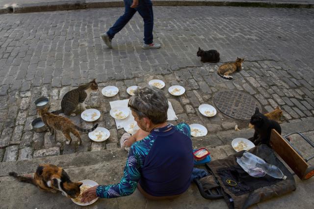 Image d'illustration pour: Cubanos hacen malabares para dar comida y refugio a animales callejeros en medio de la crisis