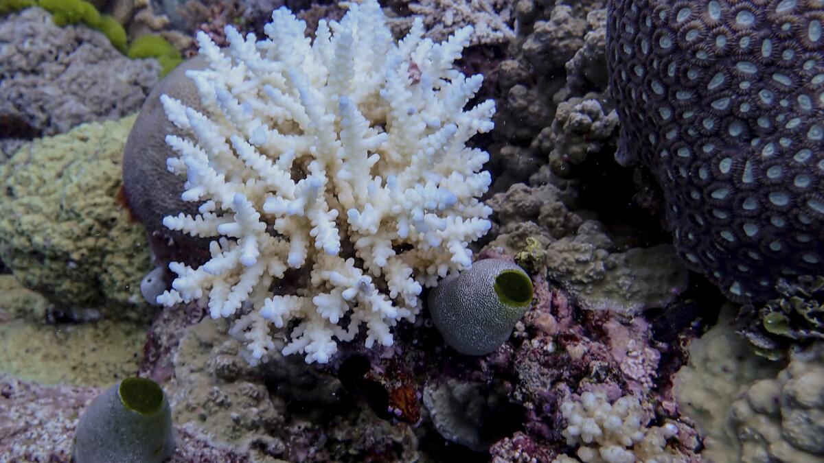 Image d'illustration pour: Great Barrier Reef records largest annual coral loss in 39 years