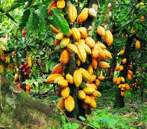 Image d'illustration pour: [Cacao ivoirien/Augmentation des droits de douane par Trump] Doit-on s'inquiéter ? - Le Point Sur