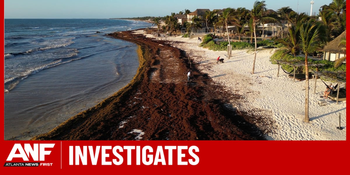 Image d'illustration pour: Record sargassum seaweed explosion hits the Caribbean, Mexico, Florida Keys