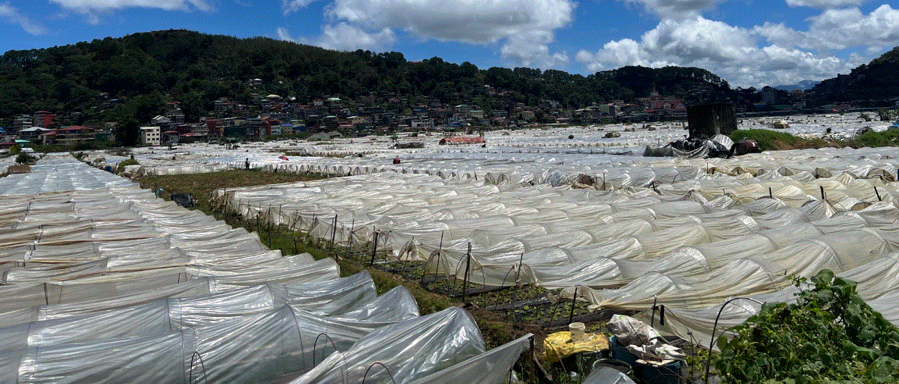 Image d'illustration pour: Baguio, La Trinidad recovering from impact of Habagat, cyclones