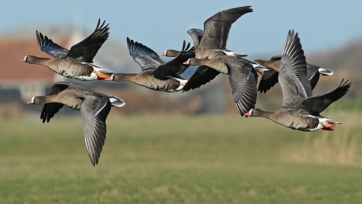 Image d'illustration pour: Grenzkonflikt in Skandinavien - wegen der seltensten Gans Europas