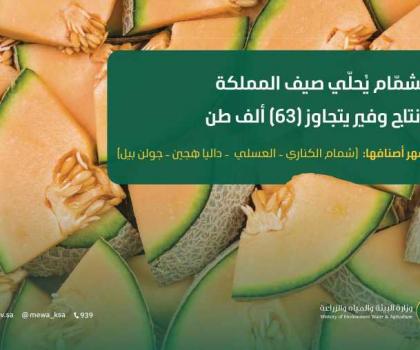 Image d'illustration pour: الشمّام يُحلّي صيف المملكة بإنتاج وفير يتجاوز (63) ألف طن سنويًا - أردو بوینت