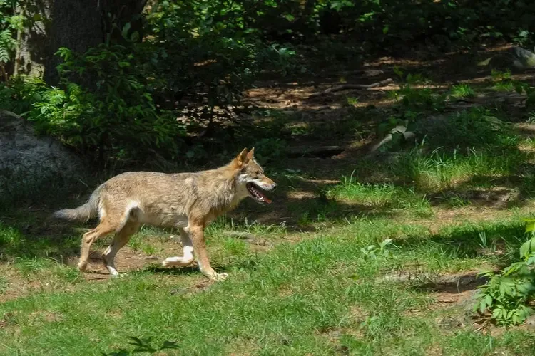 Image d'illustration pour: Nieuws, Wolven, beheer, Hoge Veluwe