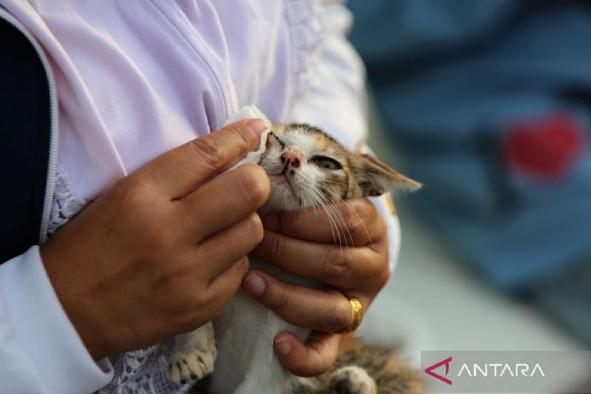 Image d'illustration pour: Cek fakta, penemuan puluhan kepala kucing tanpa badan di Sidoarjo - ANTARA News Bangka Belitung
