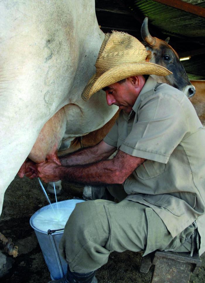 Image d'illustration pour: Leche "recortada": la culpa no es de la vaca (I)