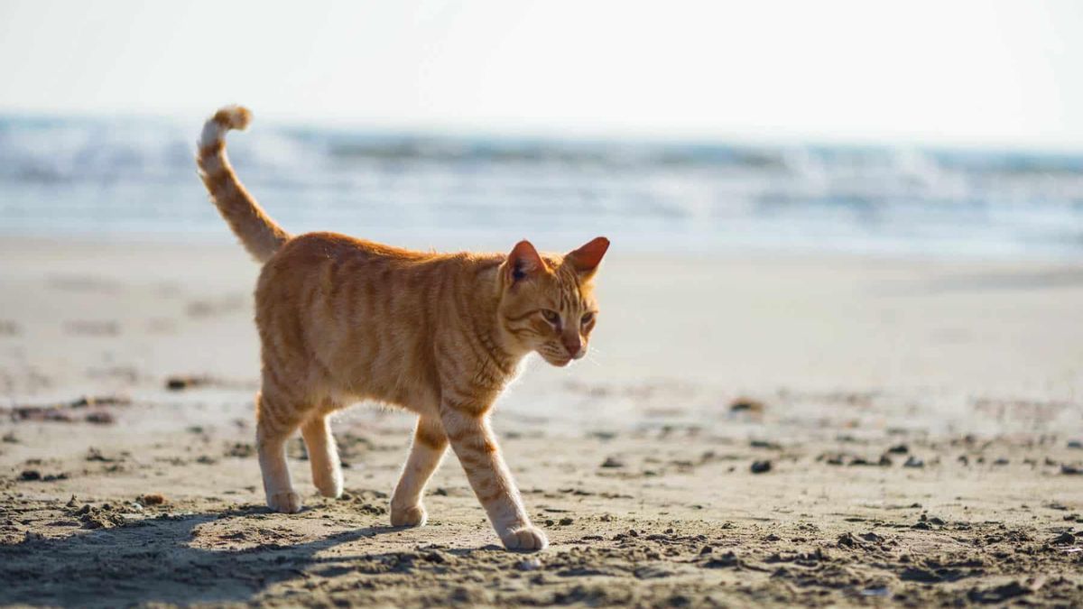 Image d'illustration pour: Polémica sobre los gatos en La Graciosa: denuncian una liberación masiva que amenaza a las aves