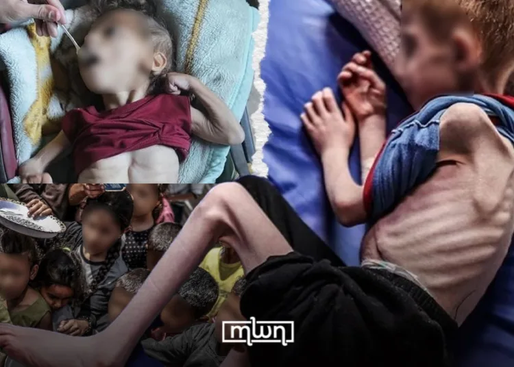Image d'illustration pour: Gaza Sees Five Starvation Deaths in 24 Hours Amid Ongoing Genocide