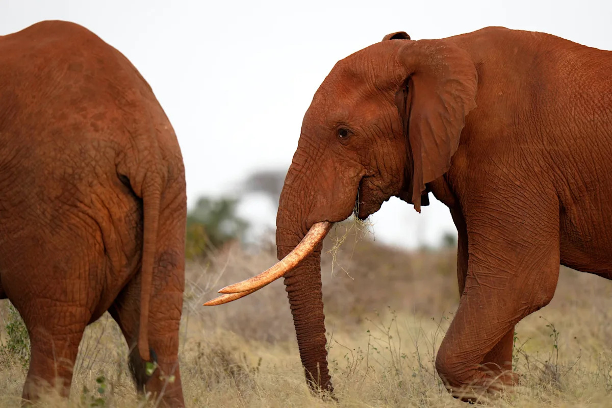 Image d'illustration pour: Kenyan farmers use bees and sesame to keep away marauding elephants