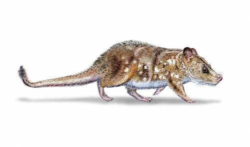 Image d'illustration pour: La Jornada: Hallan fósil de mamífero de la era de los dinosaurios en la Patagonia chilena
