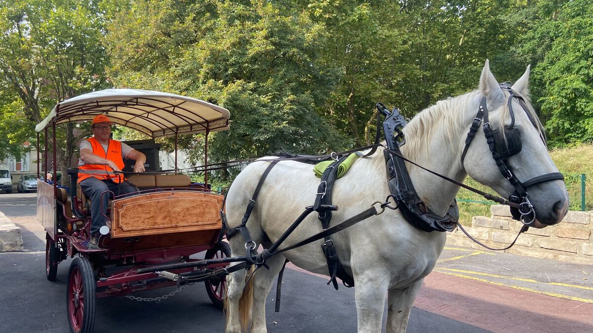 Image d'illustration pour: " Je n'avais jamais vu de cheval à Sarcelles ! " la collecte des déchets alimentaires, c'est Mermoz qui s'en charge